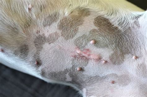 Infected Dog Spay Incision Healing Process: How to。